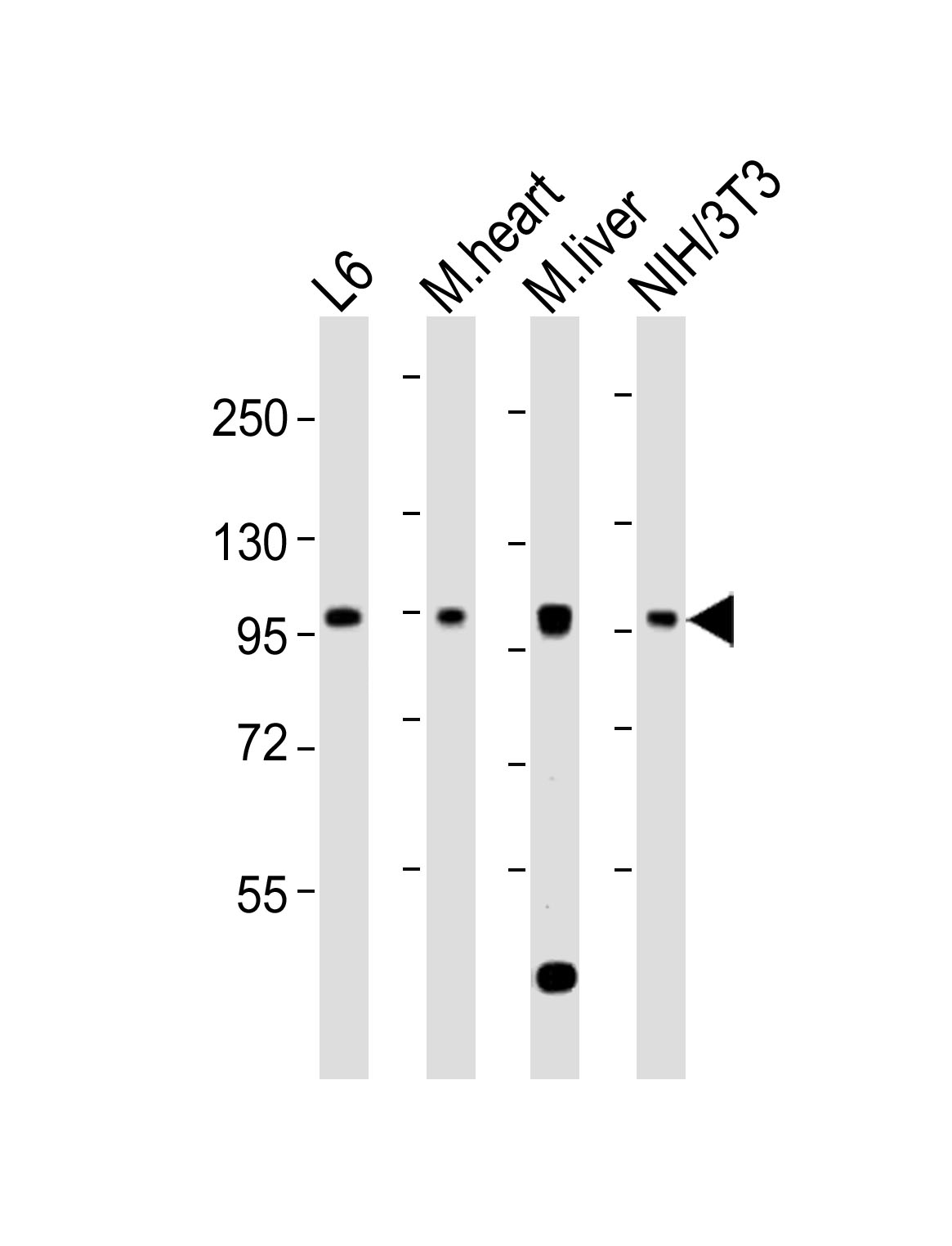 Rabbit Polyclonal Antibody to Mouse Insr (P1325)