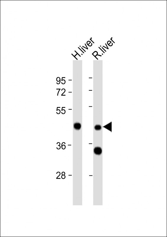 WIPF3 (N-term)