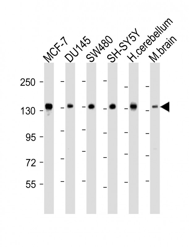 SRGAP2