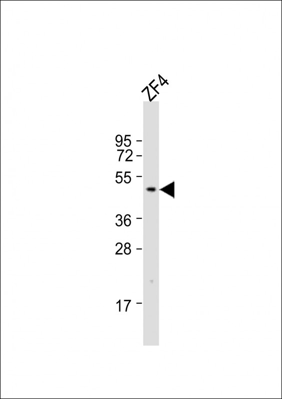 (DANRE) dmrt3a  (C-term)