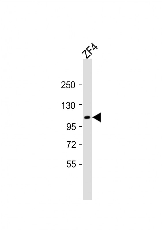 (DANRE) tie2 (N-term)