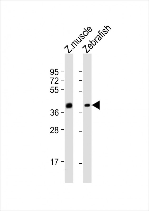 (DANRE) eng2b (N-term)