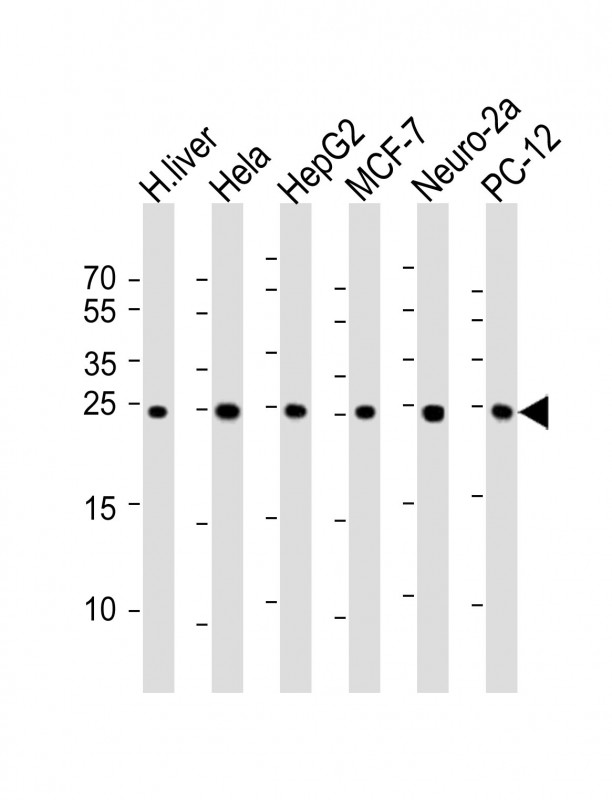 PSMA5