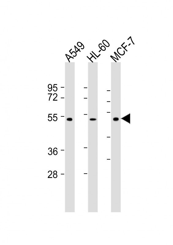 AVPR1A
