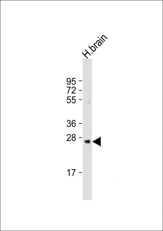PRSS33