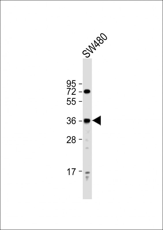 PRSS23