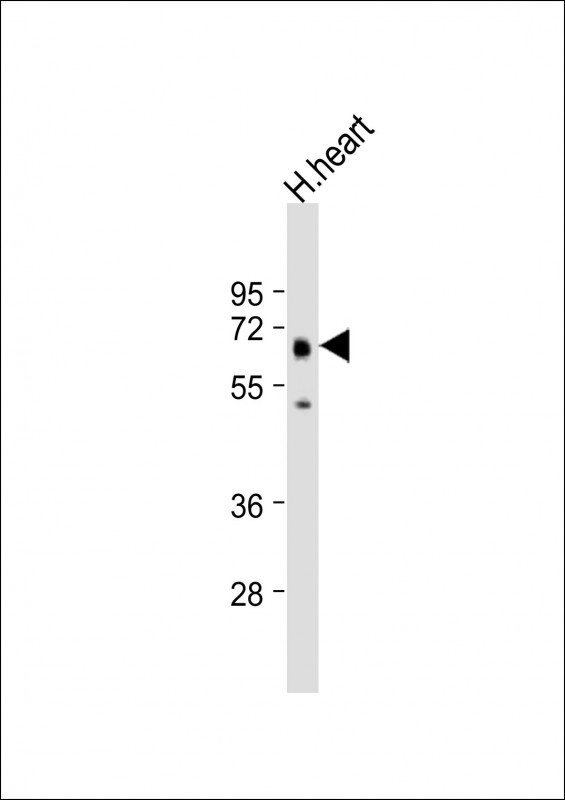 RASGRP2 (N-term)