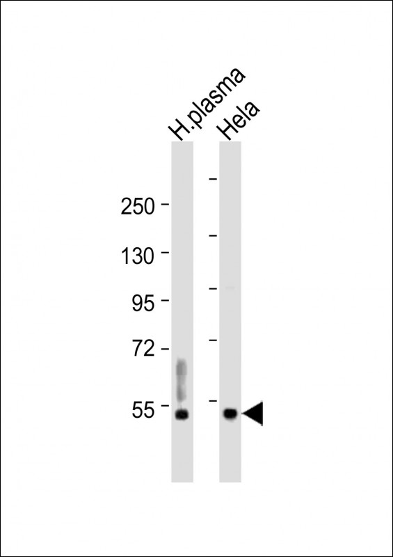 CFI (light chain)
