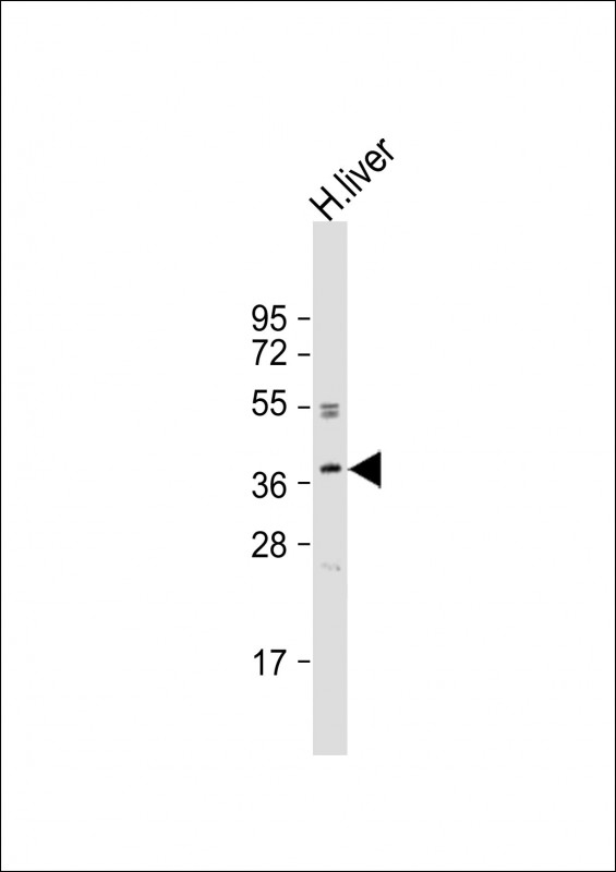 OR3A2  (C-term)