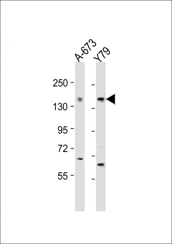 CACNA1F