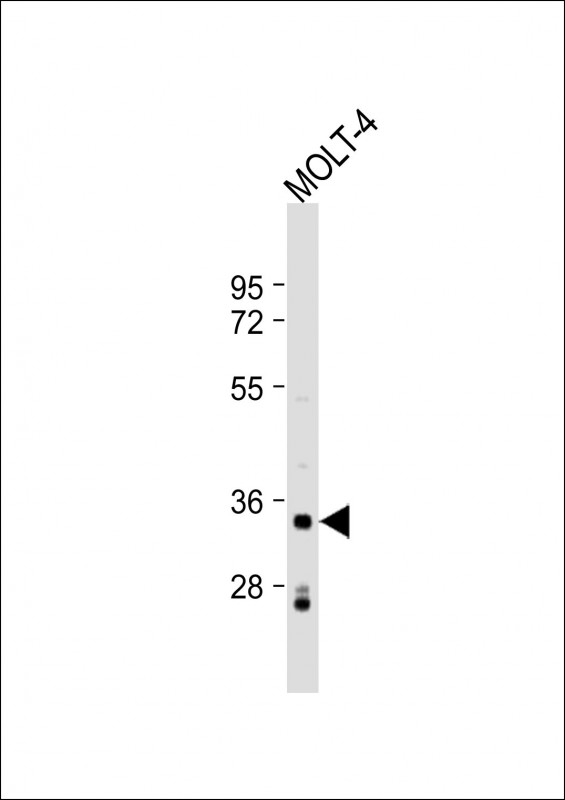 IMPA2 (N-Term)