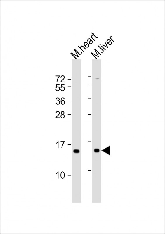 NDUFA7 (N-Term)