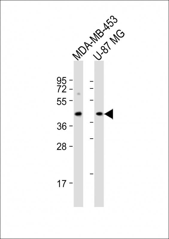 PABPC5