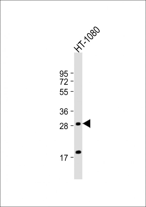 PTGFR