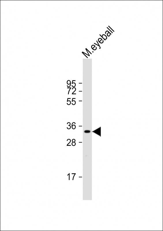 RLBP1