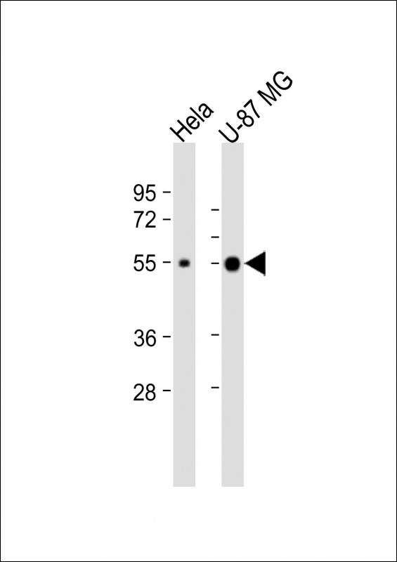 NXF3 (N-Term)