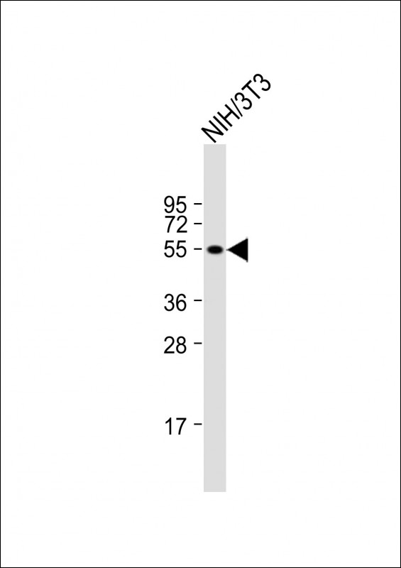 PDE1A (N-Term)