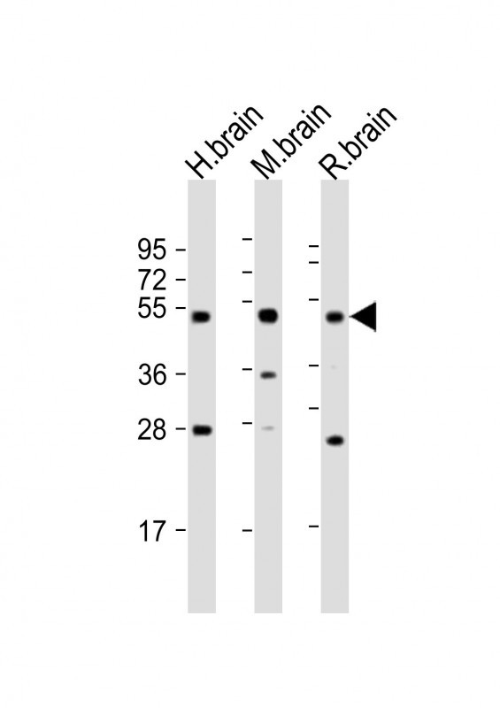 NPTX1-Y344