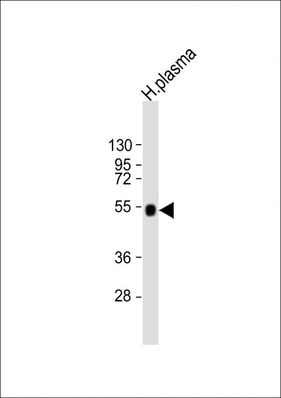 AHSG