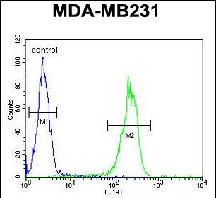 Rabbit Polyclonal Antibody to MYSM1  (N-term)