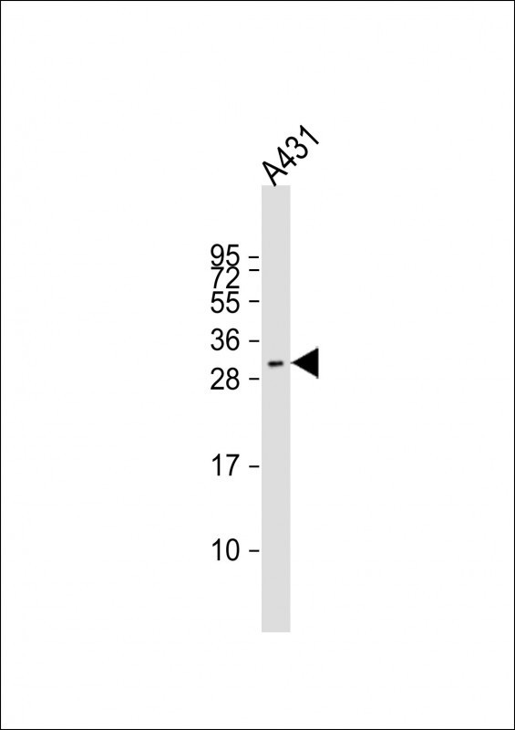 FSTL3