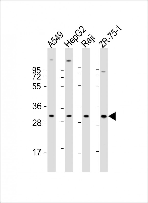 PDCD1LG2 (N-term)