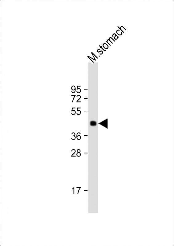 MBOAT4