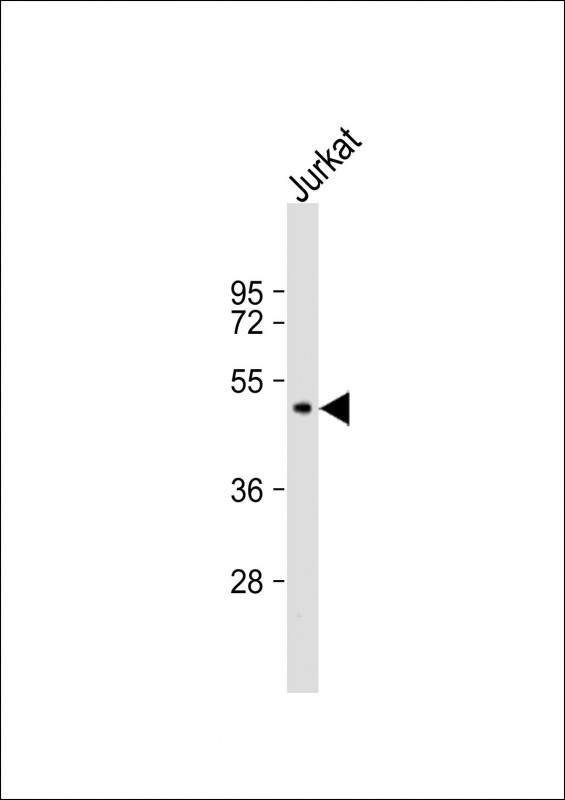 TDO2 (N-term)