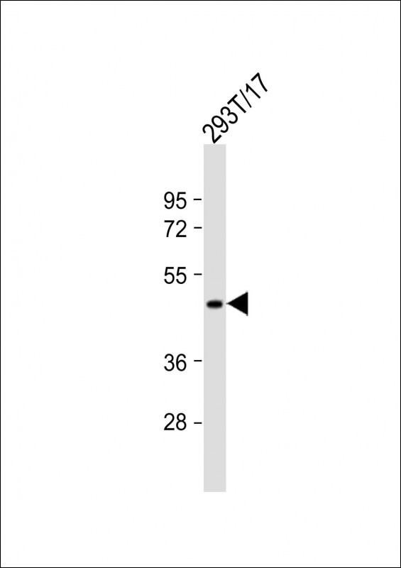 GPR81