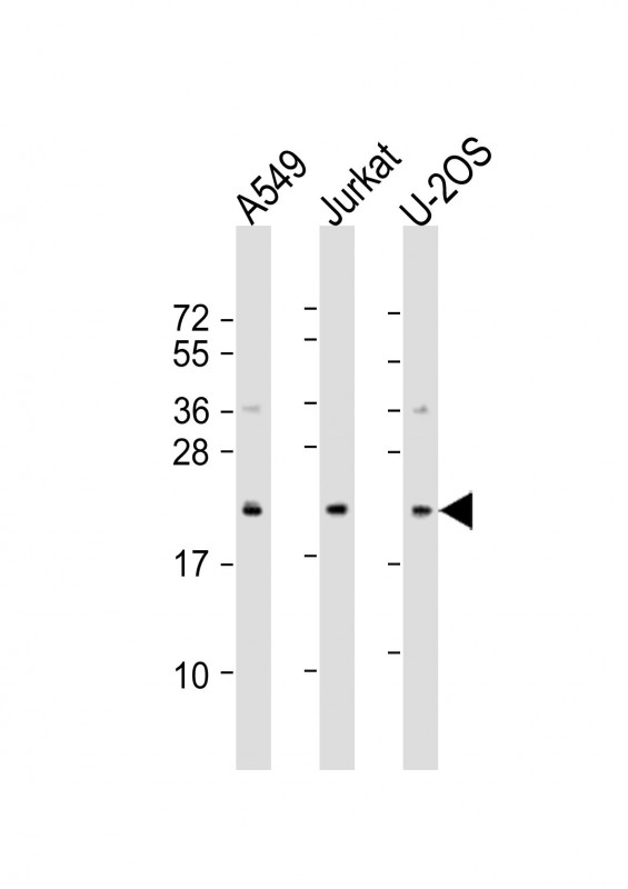 FAAP24 (N-Term)