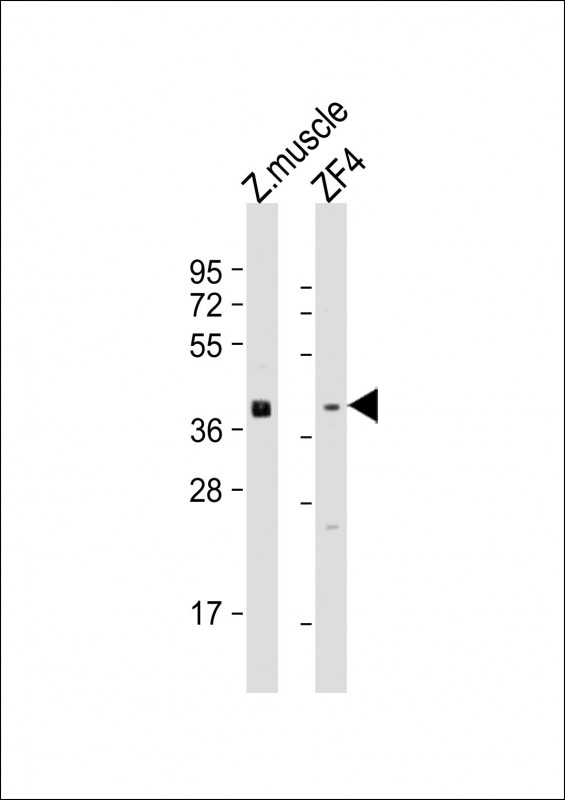 Zebrafish wnt8a