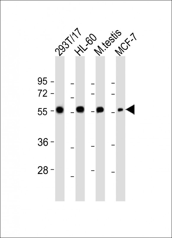 GMCL1