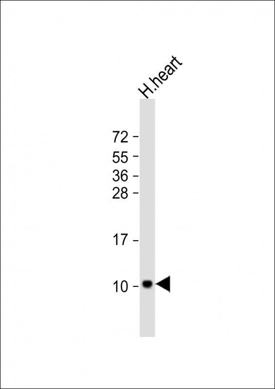 ATP5EP2