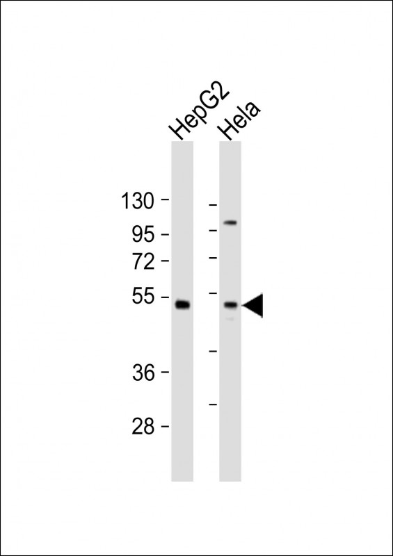 ZFP2