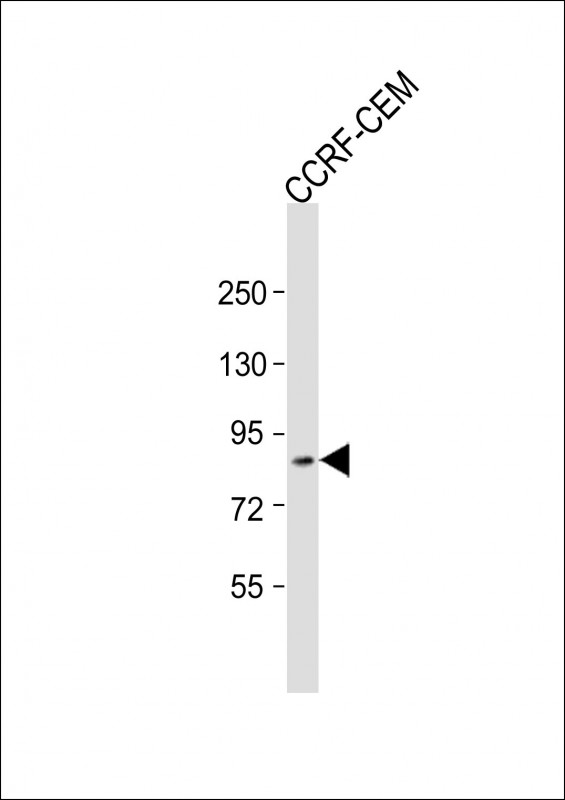 ZKSCAN5 (N-Term)