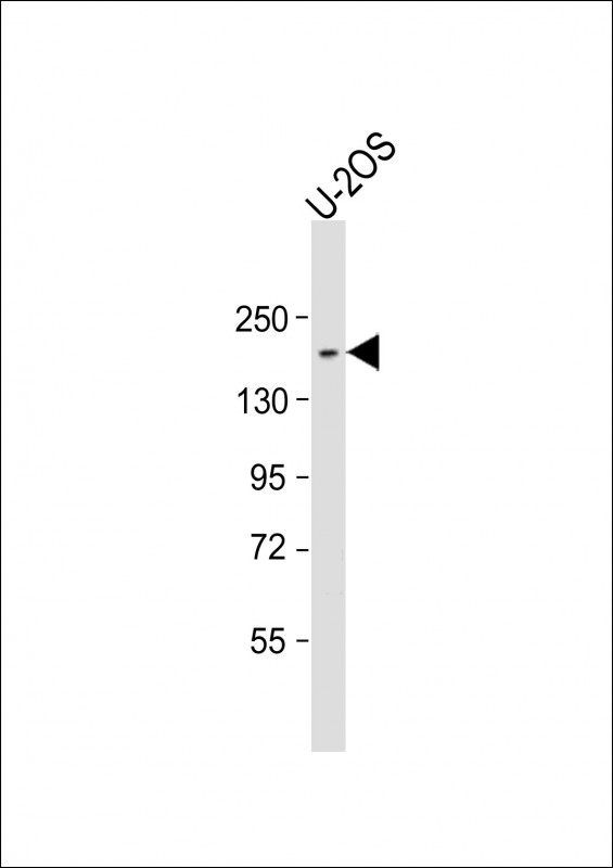 NCOA2