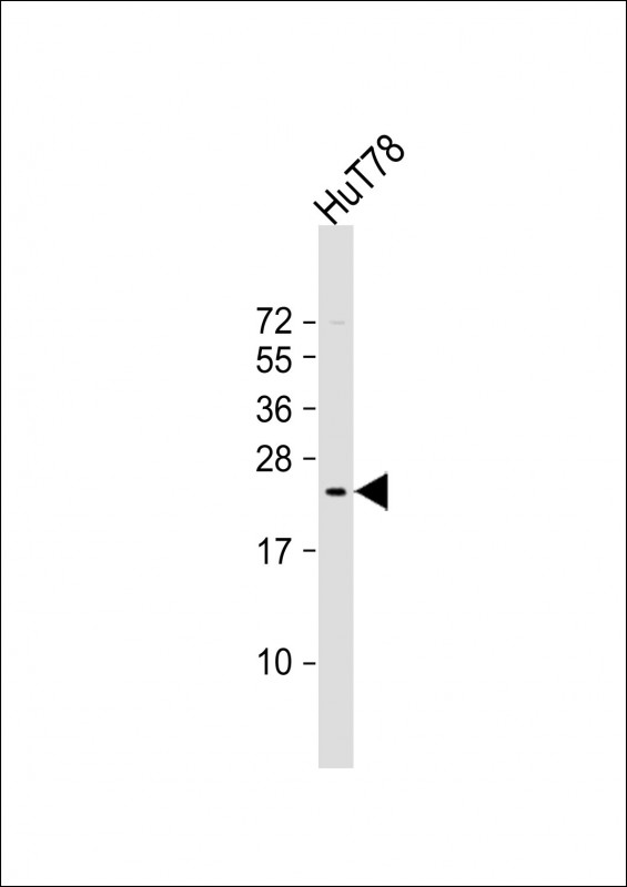 BATF3