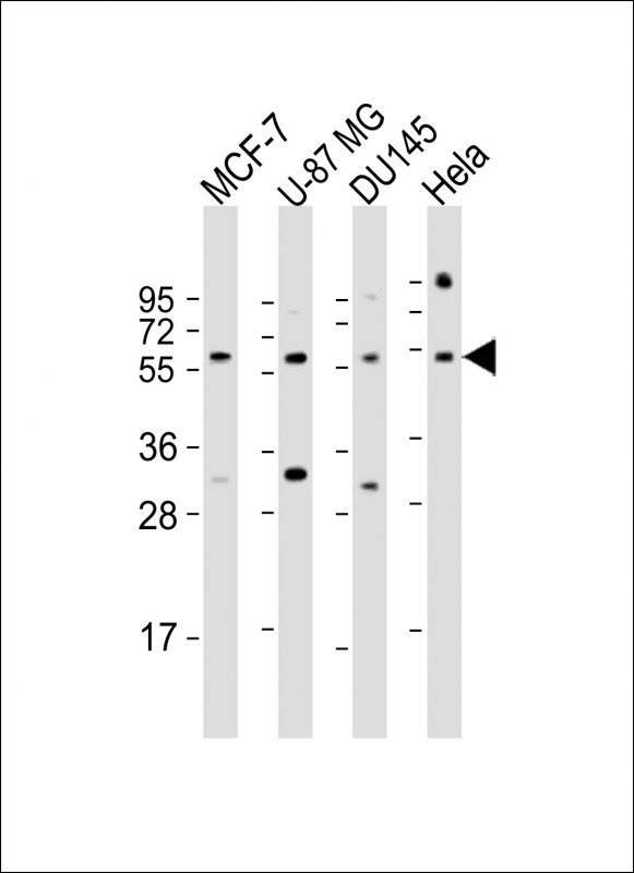 RGS3 (N-Term)