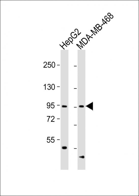 OPHN1