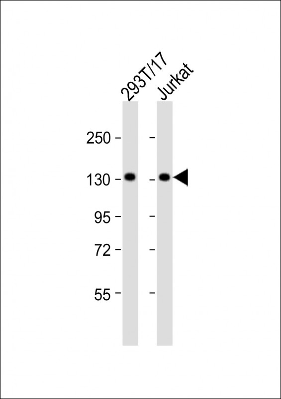 PUR4  (N-term)