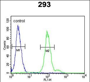 Rabbit Polyclonal Antibody to CFB