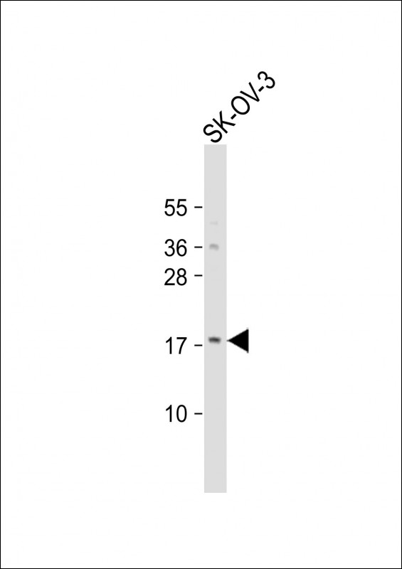 LYPD1