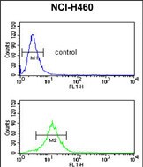 Rabbit Polyclonal Antibody to SDR
