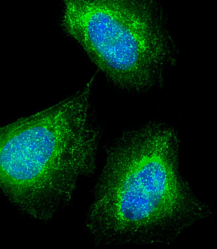 Mouse Monoclonal Antibody to MKRN2