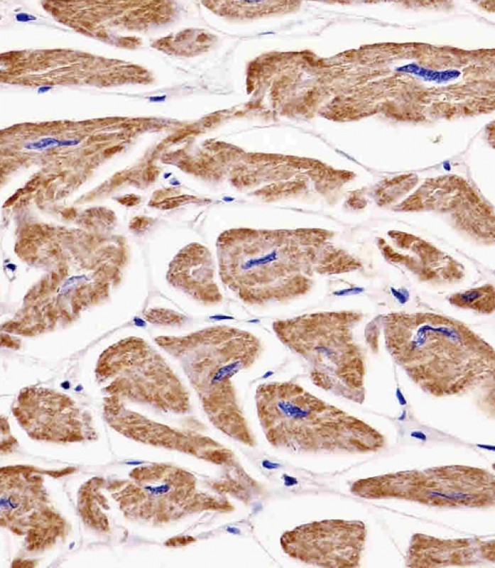 Mouse Monoclonal Antibody to MKRN2