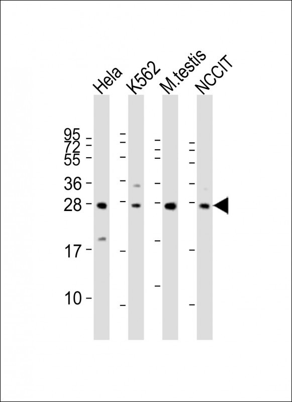 LIN28B