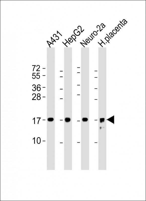 RPL22(C-term)