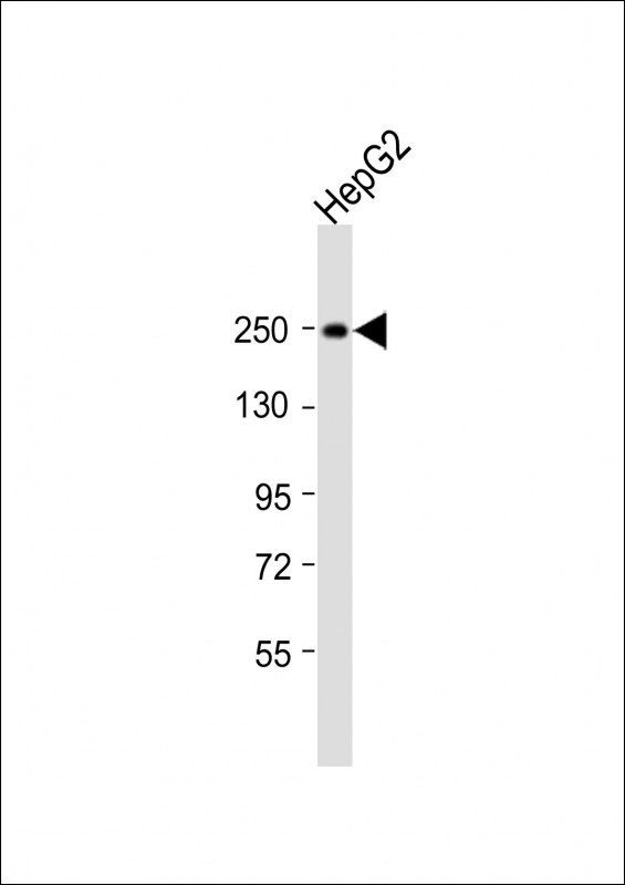 MYO5B (N-Term)