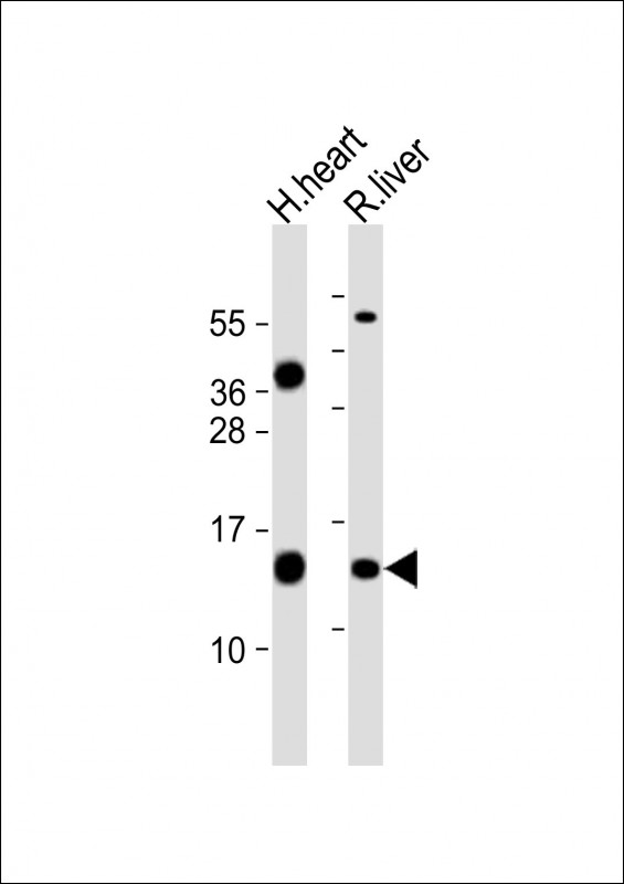 FXC1 (N-term)