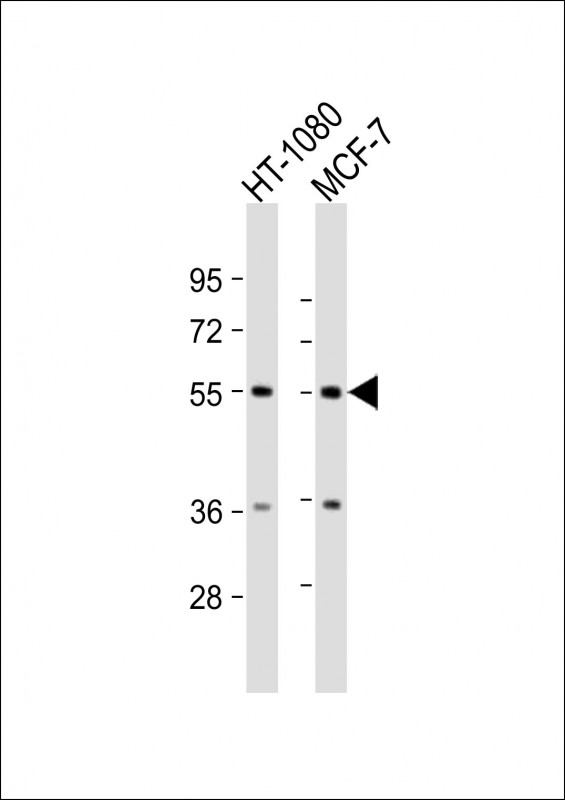 TMEM184C